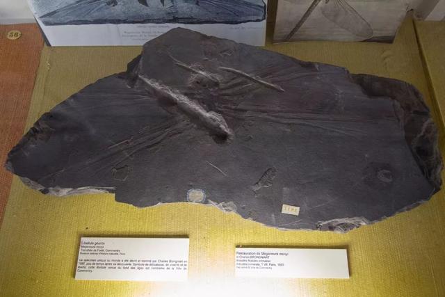 世界上最大的虫子，世界上最大的虫子是什么虫子（地球上已知的有史以来最大的昆虫）