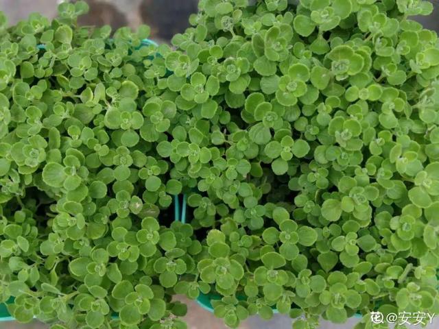 香草兰花怎么养，香兰草怎么种植（屋里养盆“香水花”）