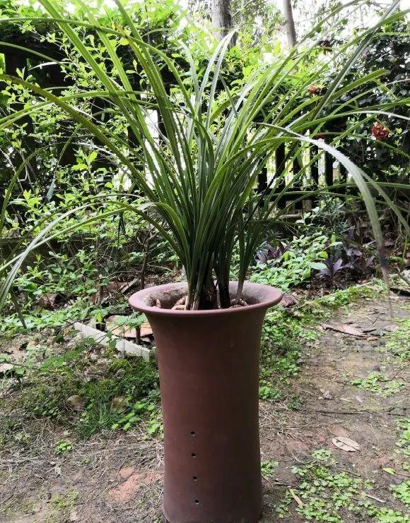 又高又深的花盆适合种什么花，高花盆适合种什么花（5种“贵气花”）