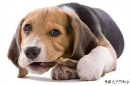 小狗几个月换牙，4个月小狗换牙应该注意什么（狗狗从多大开始换牙呢）