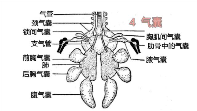 鸽子喜欢吃什么，家养的鸽子吃什么（23年一级大厨专业详细讲解）