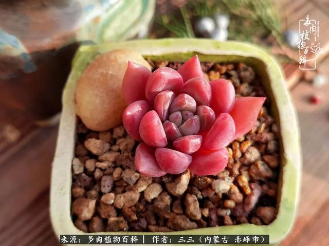 雪候鸟是什么意思，雪候鸟歌词表达什么意思（多肉于我从来不是锦上添花）