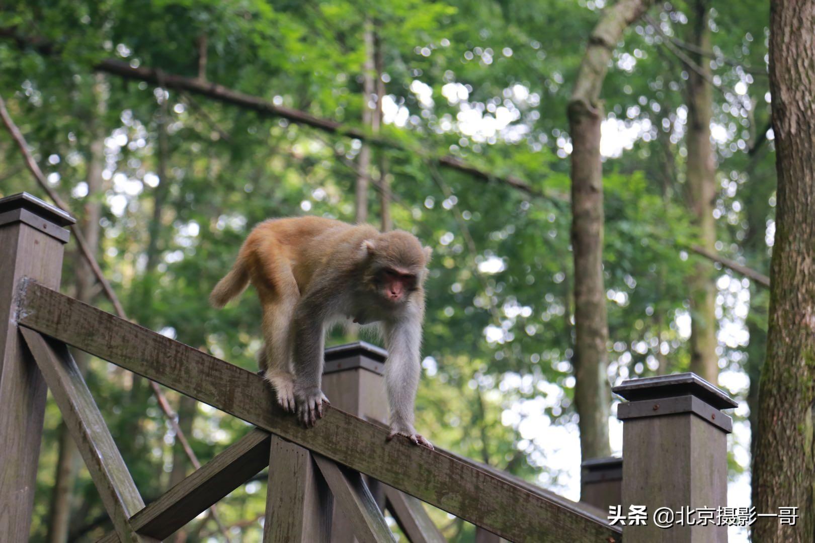 富兰特（一哥亲子游之张家界森林公园和天门山自由行三日游）