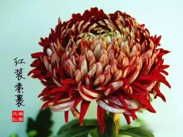 世界最美菊花80种太美了，金秋十月赏菊花——世界最美菊花80种送给您