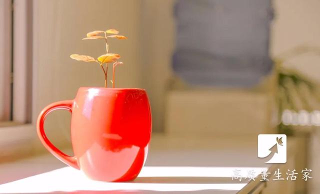 高硼硅玻璃杯的优缺点，高硼硅玻璃杯的优缺点是什么（这种杯子不适合用来喝水）