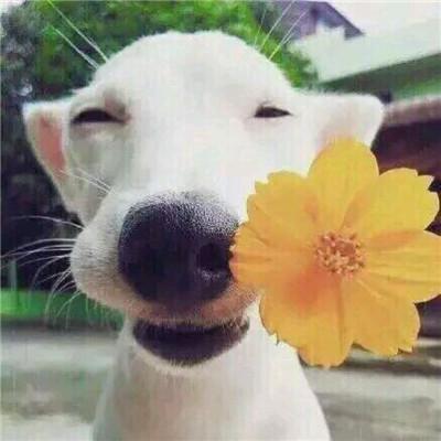 柴犬情头，微信头像，柴犬情头（我还是没找到一起用狗狗情侣头像的人...）