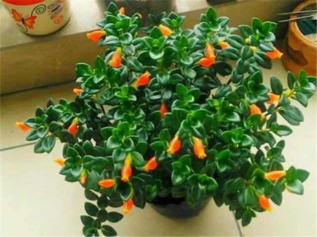 金鱼吊兰怎么养才开花，1年四季都能开花