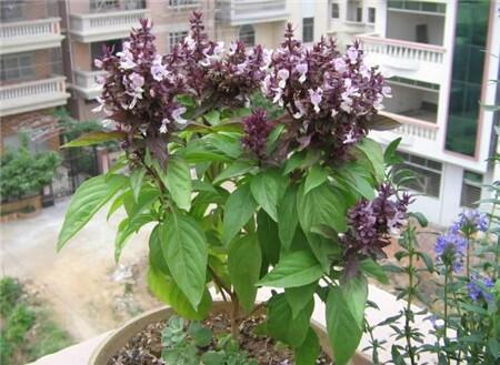 罗勒叶在中国叫什么，罗勒叶的别称（很多人傻傻分不清楚）