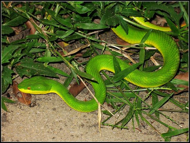 中国绿色的蛇有几种图片
