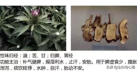 鸡肠风的功效与作用，史上最全中草药图谱