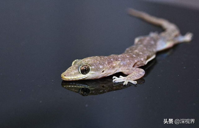 守宫是蜥蜴还是壁虎，为何会成为“五毒”之一