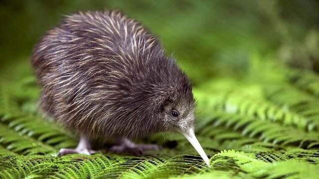 什么鸟没有翅膀，世界上有一种没有翅膀的鸟（却没有翅膀和尾巴）