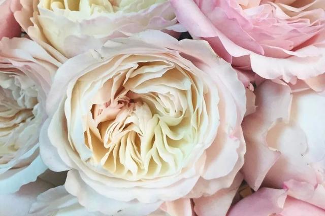 各种玫瑰花的含义，各色的玫瑰花有什么含意（一篇文章认全花店必备80种玫瑰花）