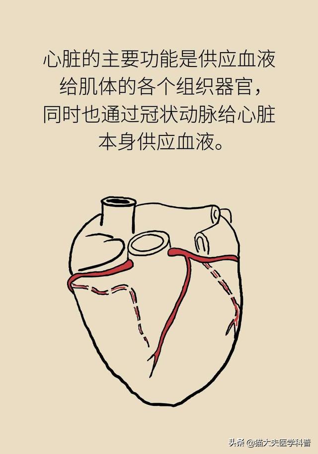 心肌缺血的原因，心脏缺血怎么办怎么补（心肌为什么会缺血）