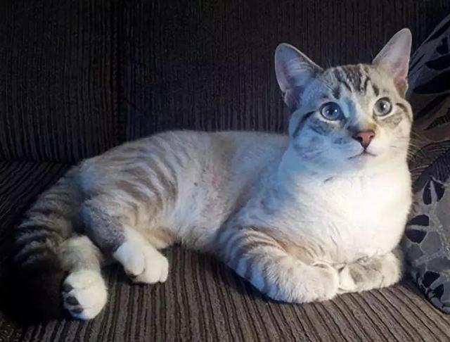 虎斑暹罗猫，银渐层、重点色、虎斑傻傻分不清（海豹虎斑暹罗猫）