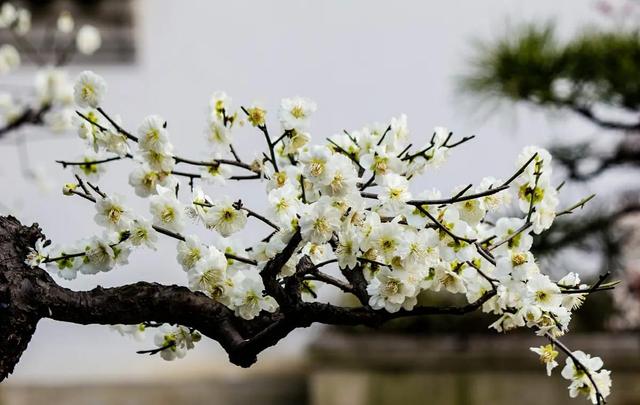 花中君子是什么花，花中君子是什么花花中珍品是什么花（它们都有什么与众不同的特点呢）