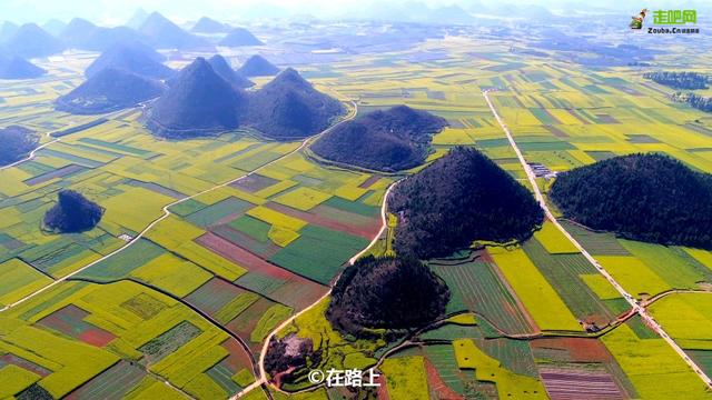 油菜花开的季节，适合家庭室内养的花与绿植（2019年全国油菜花开放时间表）