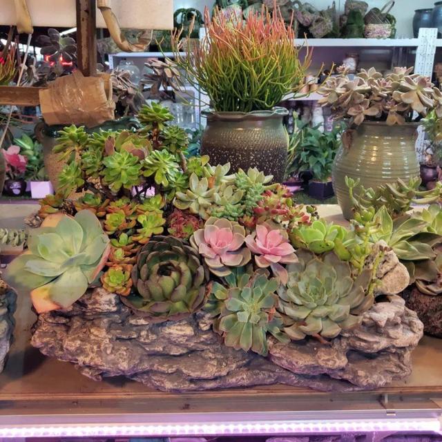 荷花最好看的品种是什么，这花最好看、最好养