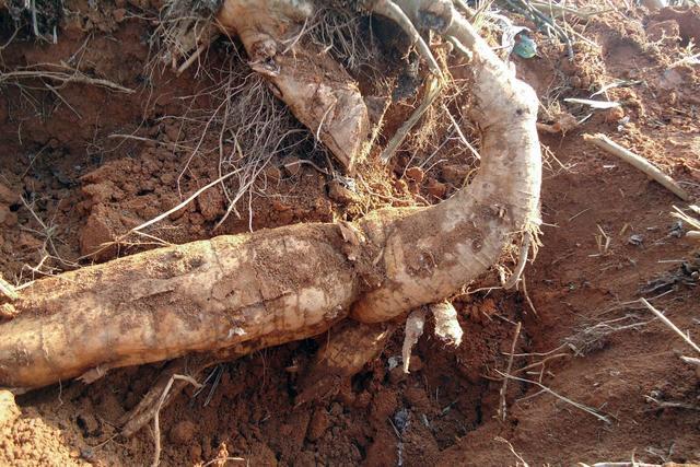 本草图经作者是谁，《本草图经》的作者（芎藭 蘼蕪 藁本）