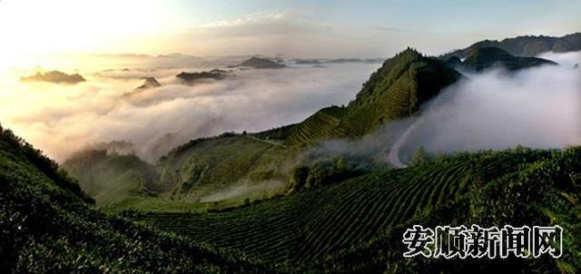 贵州有什么茶，千姿百态共一“绿”——一文帮你认识贵州茶的“体系”