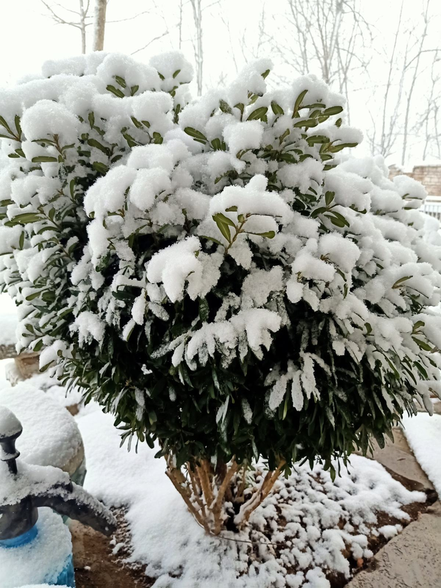 雪水浇花好不好 雪水干净么，雪水浇花好不好（雪水养花效果好）
