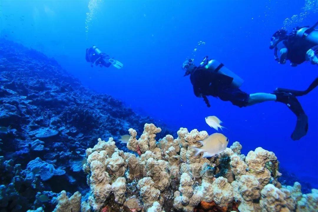 深潜和浮潜有什么区别，深浅和浮潜的区别（浮潜、深潜、自由潜都分不清）