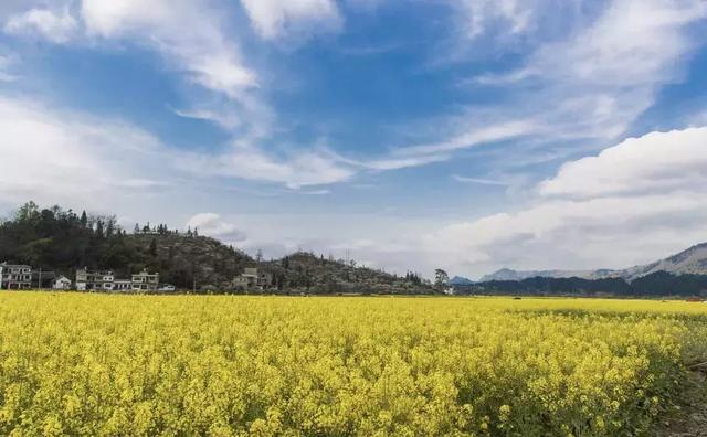 油菜花开的季节，适合家庭室内养的花与绿植（2019年全国油菜花开放时间表）