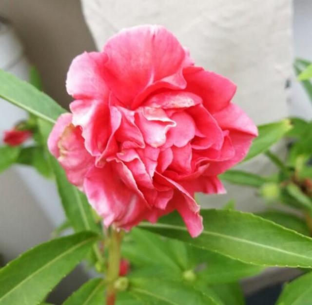 凤仙花种植方法和时间，凤仙花怎样扦插繁殖（一养就开爆盆）