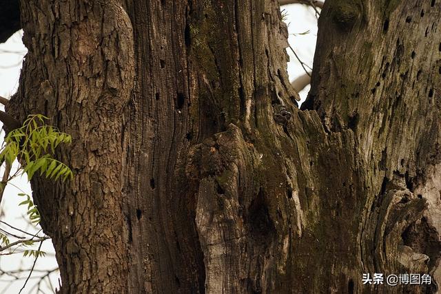 黄连树值钱吗，100年的黄连树值多少钱（牌子上写着：黄连木）