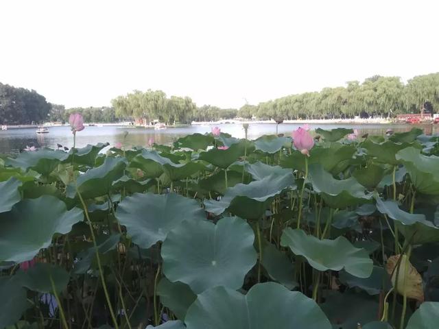 三三两两的反义词，什么叫三三两两（部编版三年级上册语文教材课后习题参考答案）