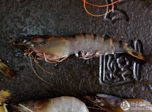 虾有多少品种，淡水虾有哪些品种（虾类双11购买攻略富山虾）