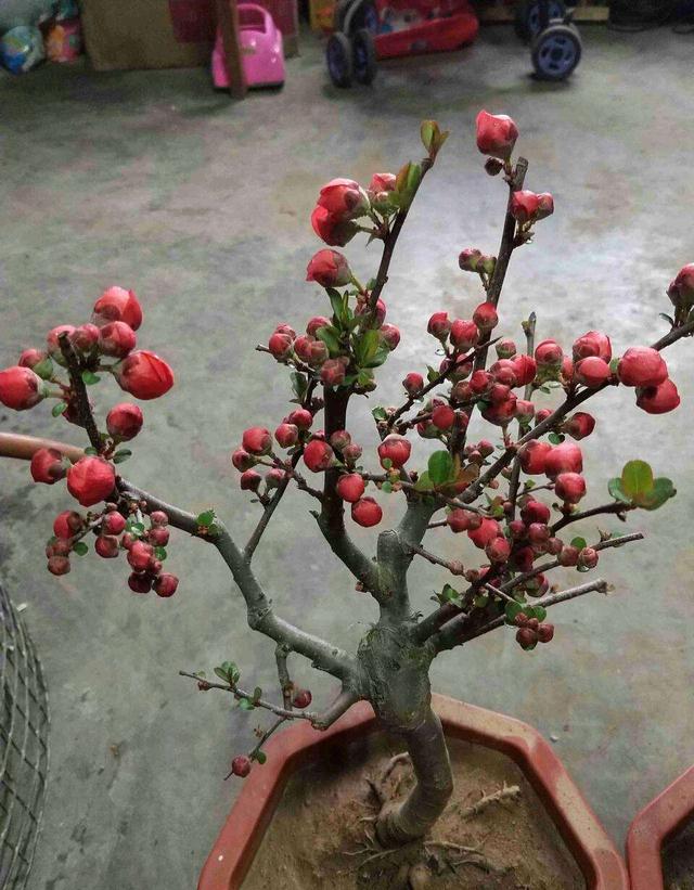 海棠花有香味吗，四季海棠花有香味吗（这种海棠开花艳丽花期长）