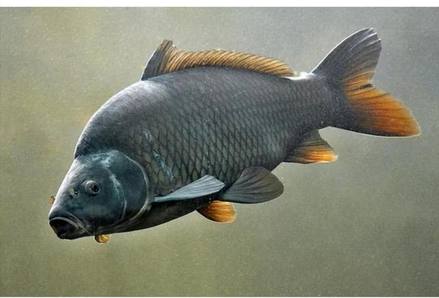 梦见抓了一条大鱼，梦见抓了一条大鱼什么寓意（梦的实用解析——让你也能预知未来）