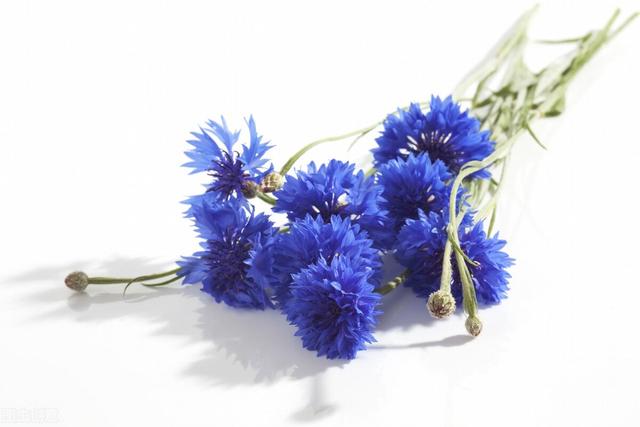 郁金香花语和寓意，你们知道这些花的花语吗（黄色郁金香花语和寓意）