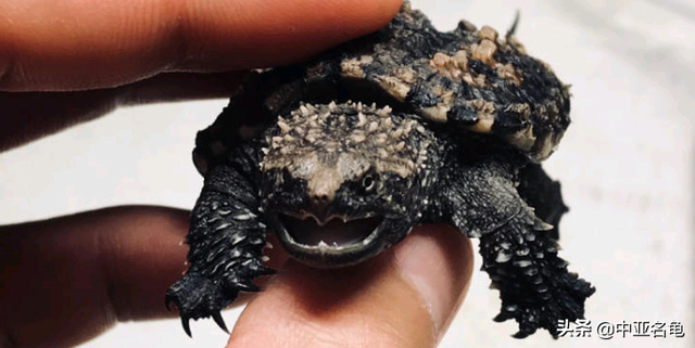 乌龟一般吃什么，家养的小乌龟一般吃什么（最全面的新手养龟攻略）