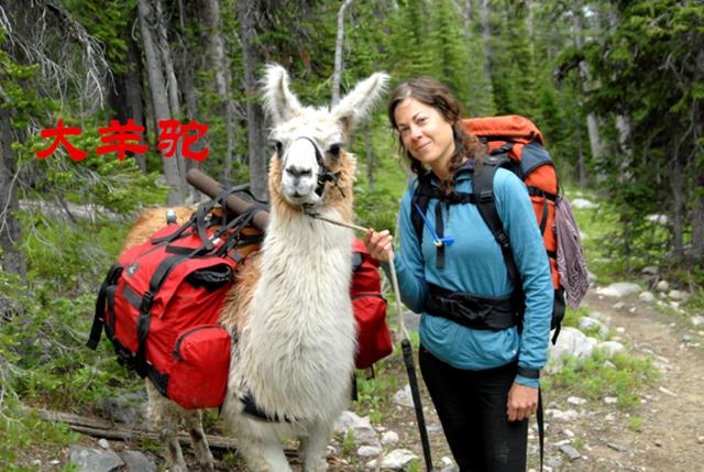 羊驼为什么吐口水，羊驼吐口水说明什么（“吐口水”是在传递信息）