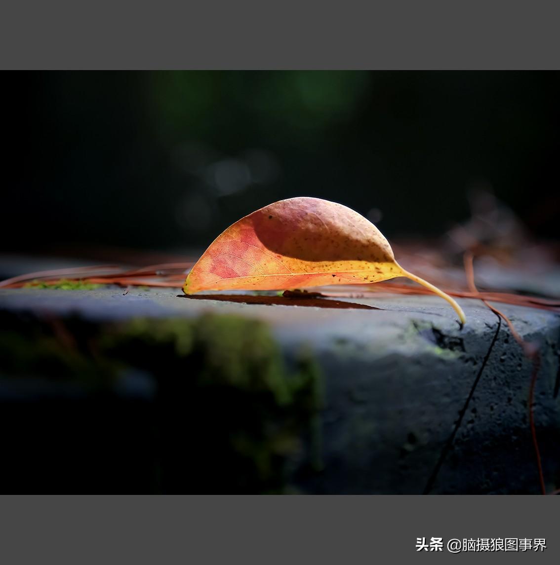 秋天的落叶真实图片,18张秋叶照片 - 玉三网