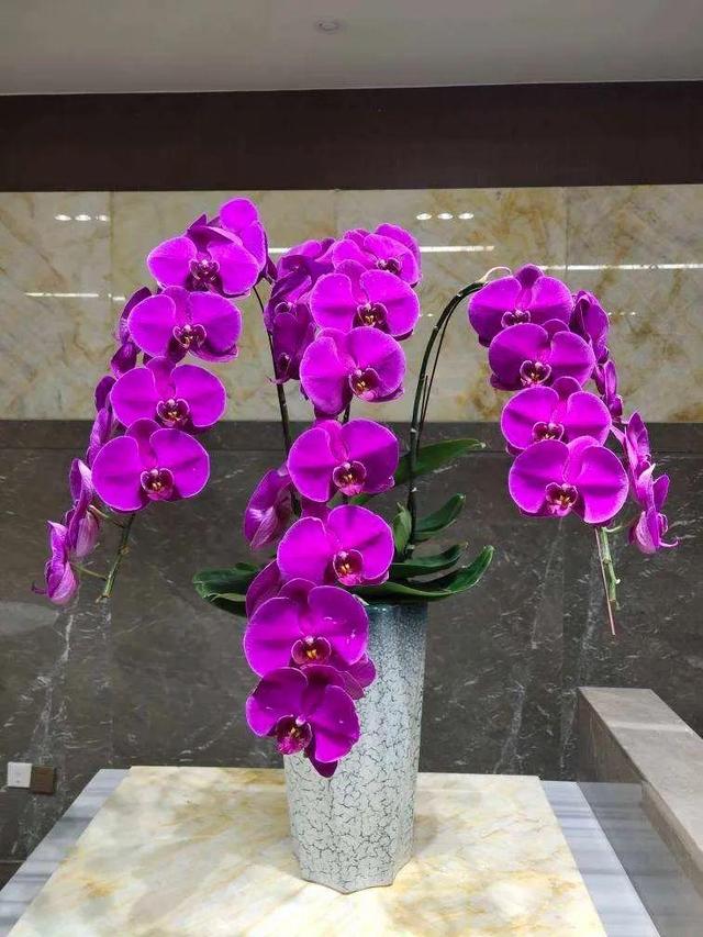 鸟尾花的繁育管理，鸟尾花 花期（30种耐阴花）