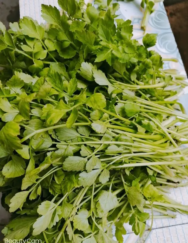 荠菜是春天不可错过的野菜，最美味的15种野菜