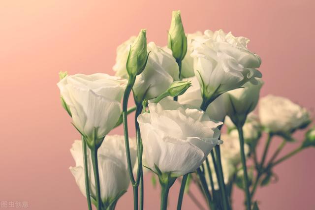 郁金香花语和寓意，你们知道这些花的花语吗（黄色郁金香花语和寓意）