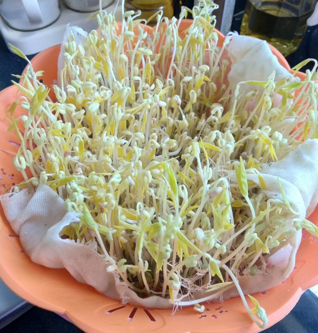 绿豆生长过程图片，绿豆的生长过程（绿豆的生长过程图片 观察日记）