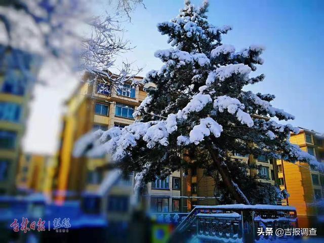 白雪却嫌春色晚，白雪却嫌春色晚下一句是什么（白雪却嫌春色晚,下一句是什么）