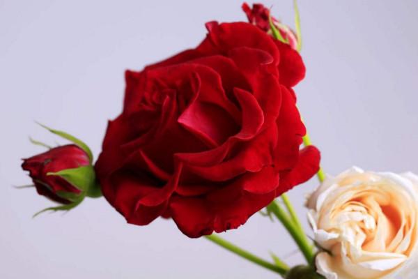 玫瑰花的含义和代表什么意思，玫瑰花代表着什么意义是什么（不同的颜色花寓意可能不同）