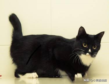 麒麟尾（麒麟尾猫），你的喵可能有皮卡丘血统（麒麟尾猫咪图片）