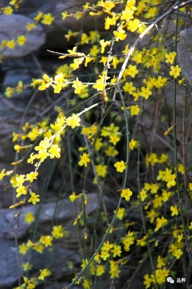 迎春花为什么叫坟头草，客厅最忌讳三种花（迎春花：北方最早的春花）