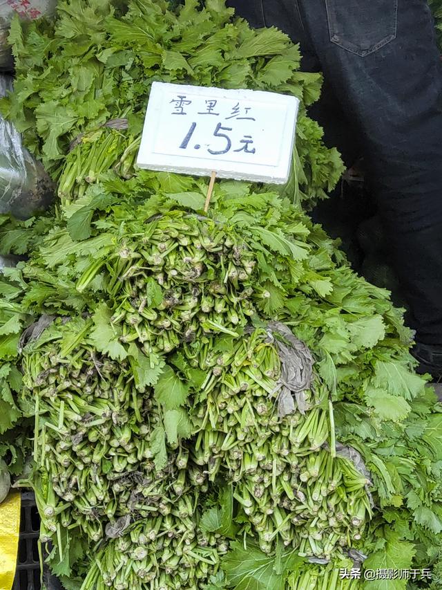 卜留克是什么菜，东北的卜留克学名叫什么（姜不辣等蔬菜名字很魔性）