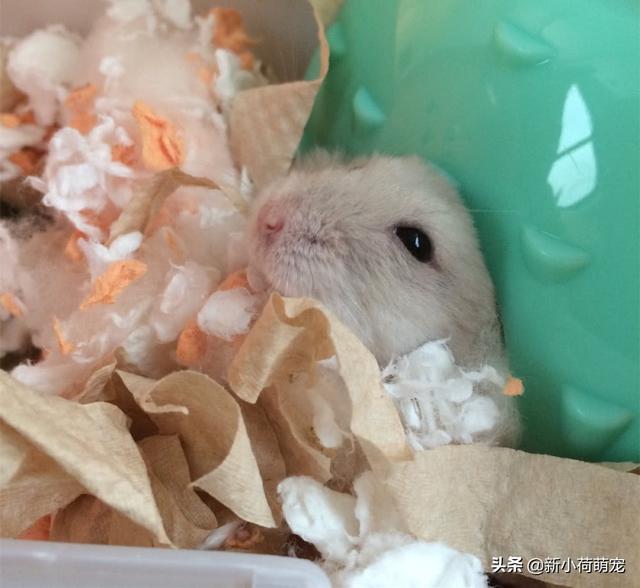 买仓鼠买几只好，买仓鼠要买多大的（我是不是拆散了一对夫妻）