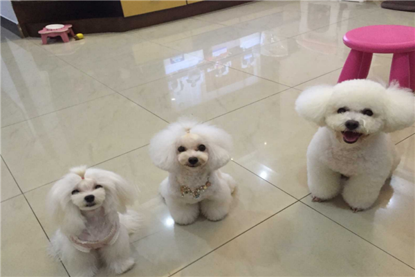 派多格宠物美容培训学校（宠物医院加盟10大品牌排行榜）