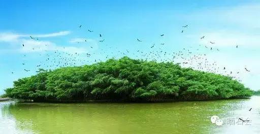 中国十大稀有珍贵名木，中国十大珍贵树种有哪些（中国十大千年古树欣赏）