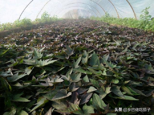 栽地瓜苗要怎么栽合适，栽地瓜苗要怎么栽合适图片（红薯种植要怎么育苗）